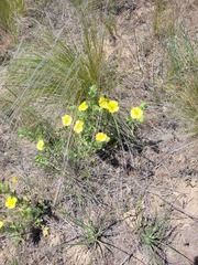 Potentilla astracanica