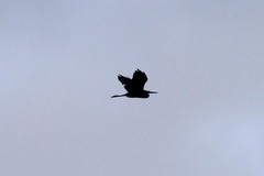 Egretta garzetta dimorpha