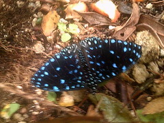 Hamadryas laodamia saurites