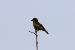 Andropadus importunus