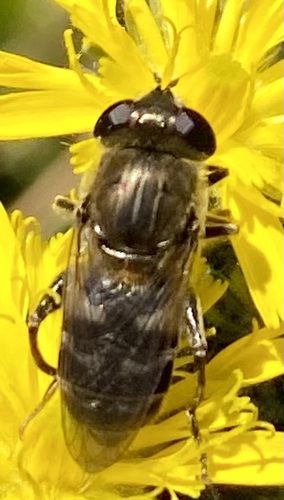 Unknown species found near Kootenai County, US-ID, US