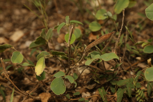 Edwards Plateau Hoarypea (Tephrosia potosina)