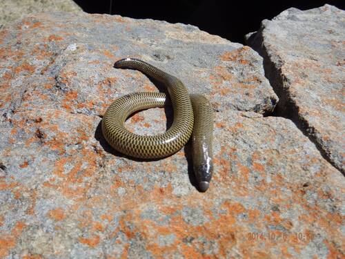 Shorthead Lance Skink, Acontias breviceps