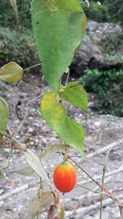 Solena amplexicaulis