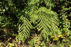 Woodwardia orientalis