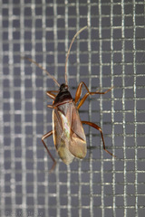 Balboa ampliata