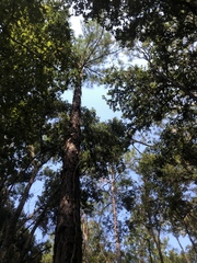 Pinus elliottii densa