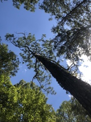 Pinus elliottii densa