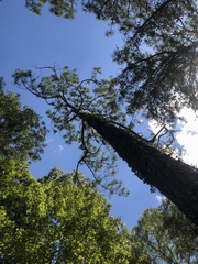 Pinus elliottii densa