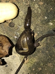 Diversibipalium cantori