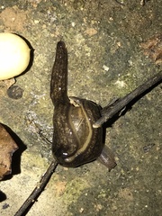 Diversibipalium cantori