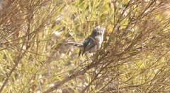 Polioptila californica