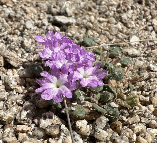 Ramshaw Meadows Abronia (Abronia alpina)