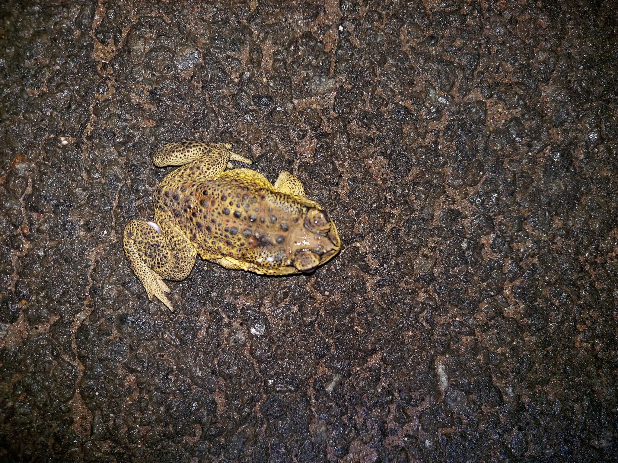 Indian Common True Toad