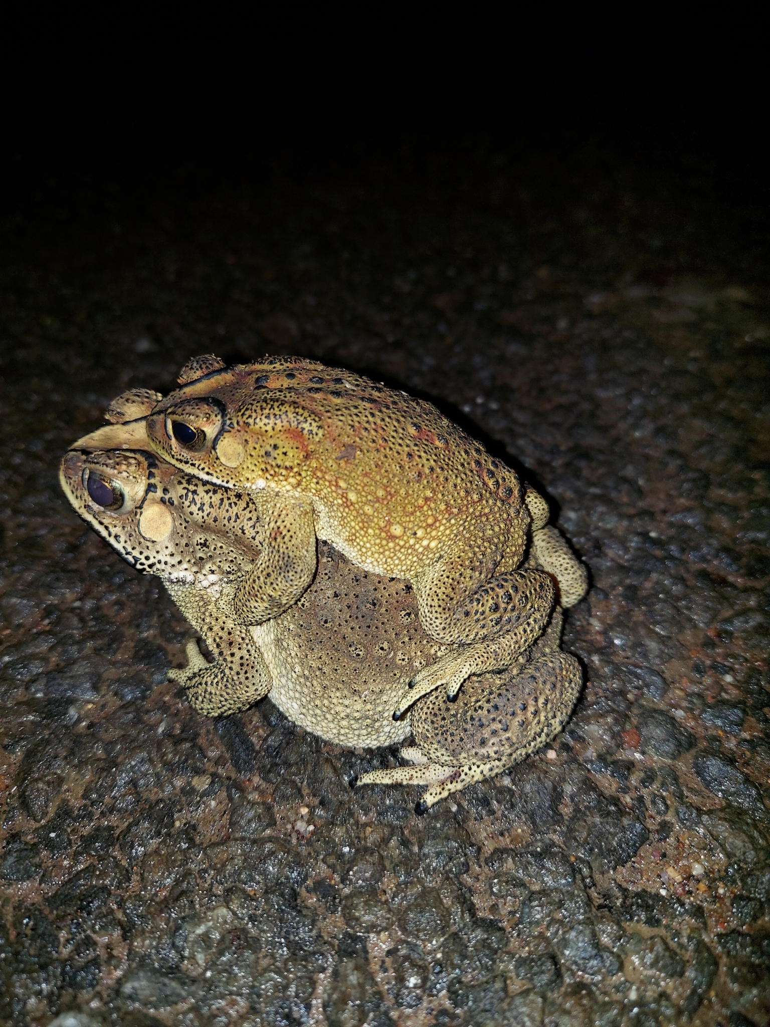 Indian Common True Toad