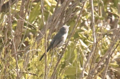 Polioptila californica