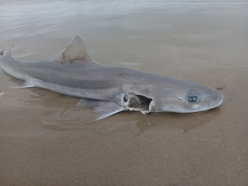 Photo of Starry smooth-hound (Mustelus asterias)