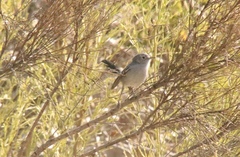 Polioptila californica