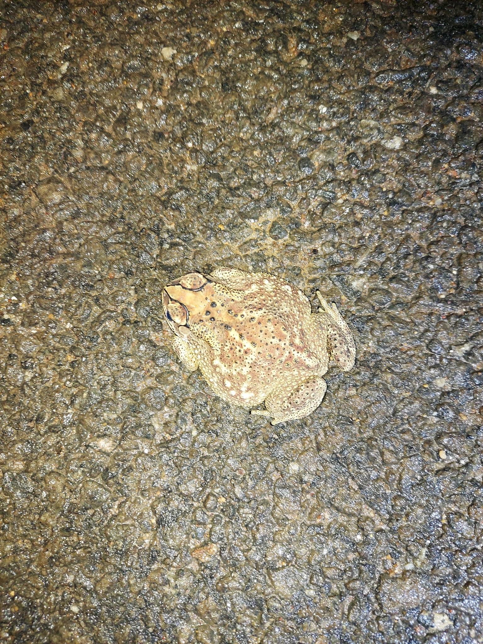 Indian Common True Toad