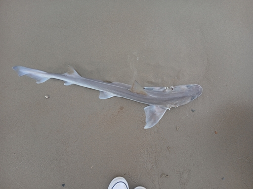 Starry smooth-hound (Mustelus asterias) — Triakidae — 5