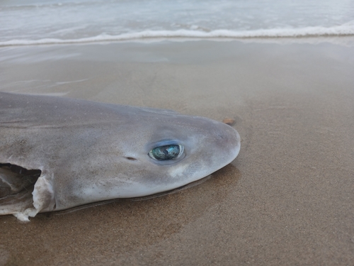 Photo of Starry smooth-hound (Mustelus asterias)