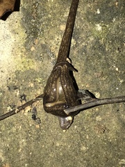 Diversibipalium cantori