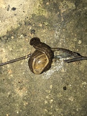 Diversibipalium cantori