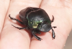 Phanaeus quadridens