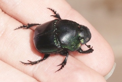 Phanaeus quadridens