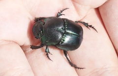 Phanaeus quadridens
