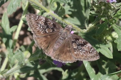 Erynnis meridianus