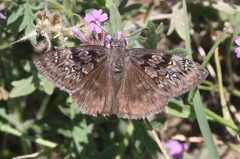 Erynnis meridianus