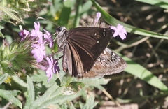 Erynnis meridianus