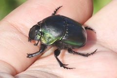 Phanaeus quadridens