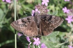 Erynnis meridianus