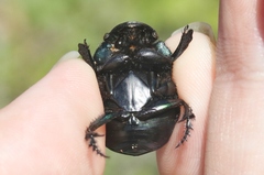 Phanaeus quadridens