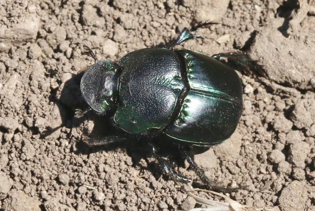Phanaeus quadridens