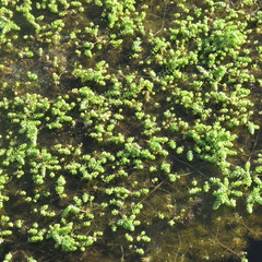 Myriophyllum verrucosum