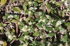 Guilleminea densa