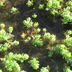 Myriophyllum verrucosum