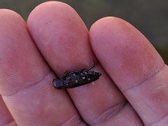 Chrysobothris octocola