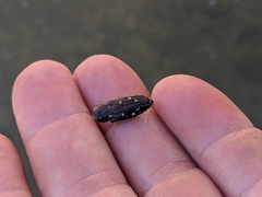 Chrysobothris octocola