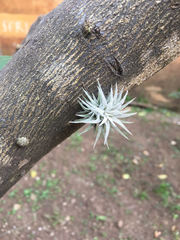 Tillandsia ionantha