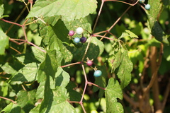 Ampelopsis glandulosa heterophylla