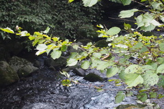 Euptelea polyandra