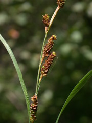 Carex shortiana