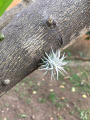 Tillandsia ionantha