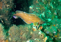 Lotella rhacina
