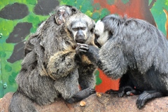 White-Faced Saki photo 2