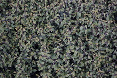 Ceanothus jepsonii jepsonii